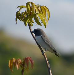 Artamus leucorynchus