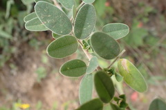 Lespedeza violacea