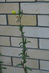 Oenothera
