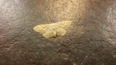 Idaea seriata