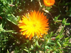 Lampranthus aureus