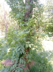 Fraxinus excelsior