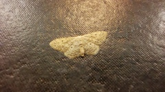 Idaea seriata
