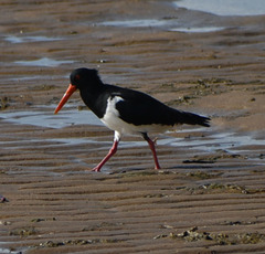 Haematopus longirostris