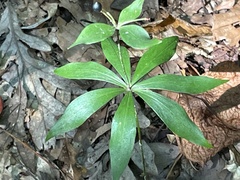 Medeola virginiana