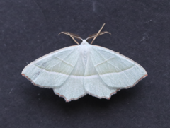 Campaea margaritaria