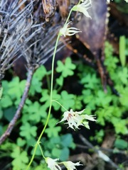 Melasphaerula graminea