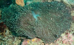 Heteractis magnifica