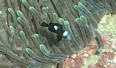 Dascyllus trimaculatus