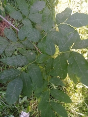 Fraxinus excelsior