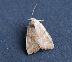 Cosmia trapezina