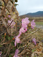 Rhododendron ledebourii