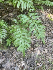Woodwardia areolata