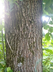 Fraxinus excelsior