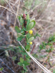 Berberis sibirica