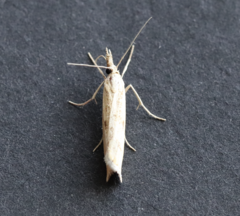 Agriphila inquinatella