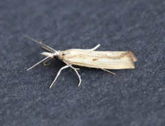 Agriphila inquinatella