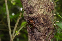 Cardiodactylus guttulus