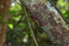 Cardiodactylus guttulus