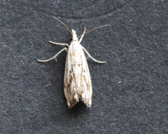 Catoptria falsella