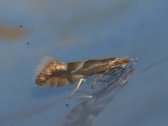Phyllonorycter
