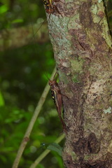 Cardiodactylus guttulus