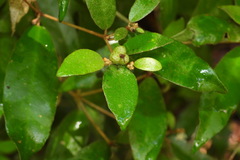 Croton cascarilloides