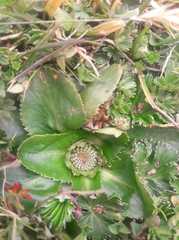 Eryngium humile