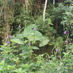 Stachytarpheta