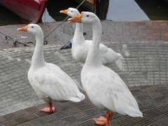 Anser anser domesticus