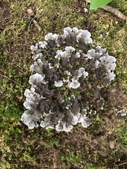 Peltigera canina