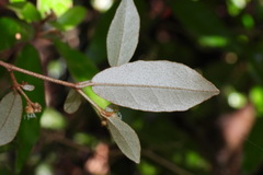 Croton cascarilloides