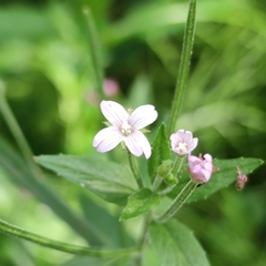 Epilobium ciliatum
