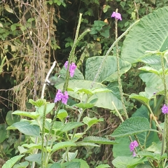 Stachytarpheta