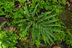 Leptochilus ellipticus