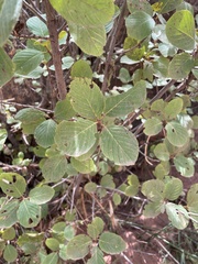 Amelanchier utahensis