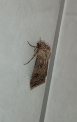 Agrotis bigramma