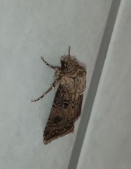 Agrotis bigramma