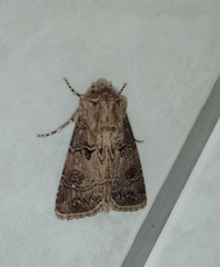 Agrotis bigramma