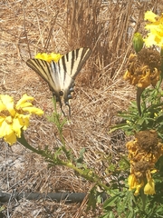 Iphiclides feisthamelii