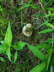 Russula amoenolens