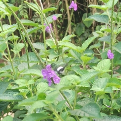 Stachytarpheta