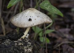 Agaricales
