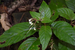 Paraboea swinhoei