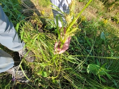 Carex retrorsa
