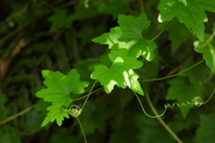 Cucumis maderaspatanus