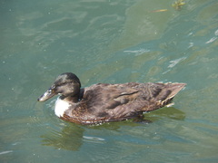 Anas platyrhynchos domesticus