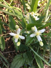 Clematis vitalba