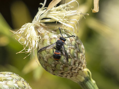 Ancistrocerus haematodes