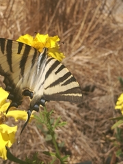 Iphiclides feisthamelii